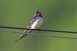 Barn Swallow